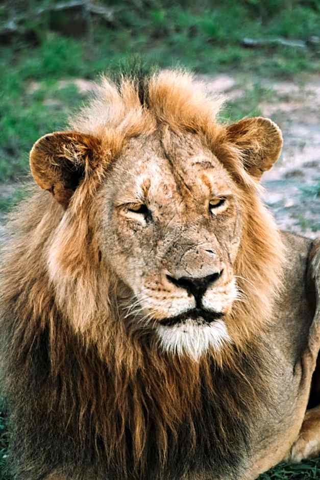 Honeyguide Tented Safari Camp - Khoka Moya