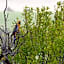 Lush Pastures