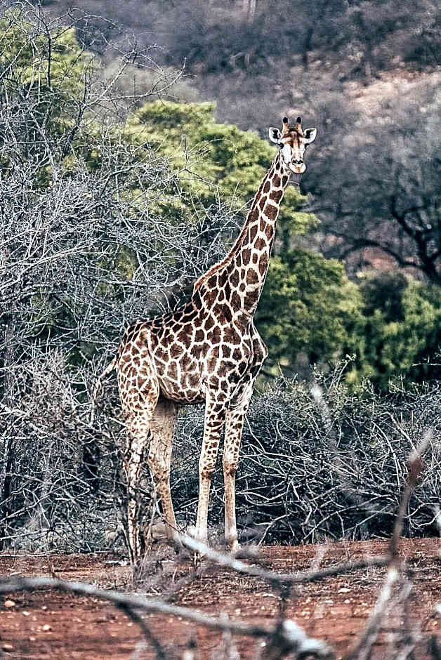 Baluleni Safari Lodge