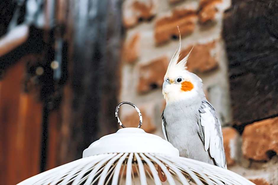 Pousada Viva - São Thomé das Letras