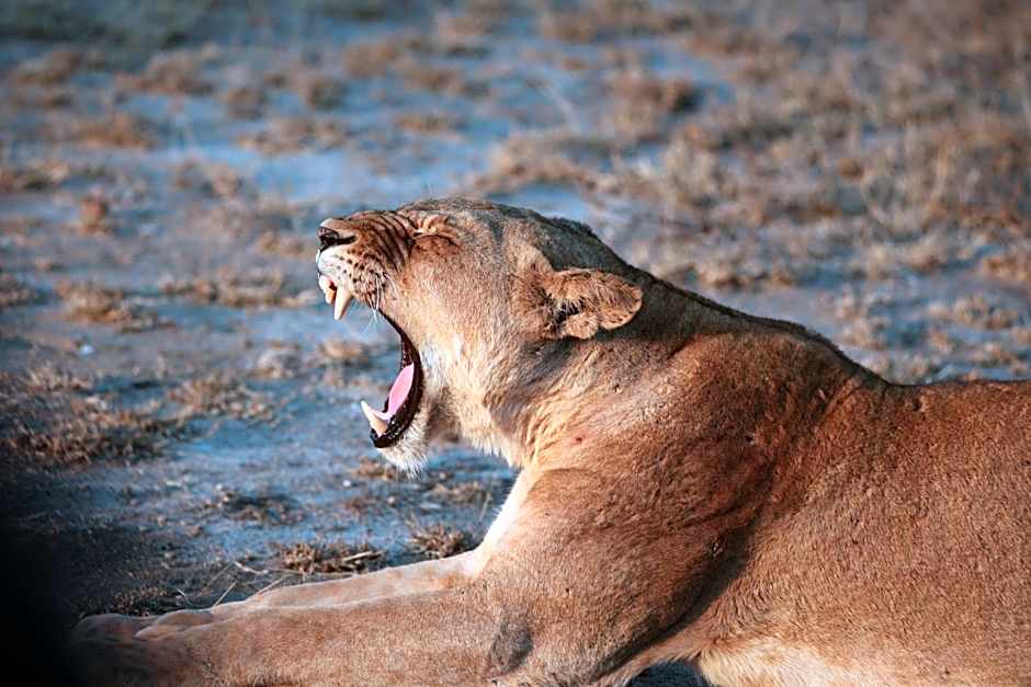 Xanatseni Private Camp