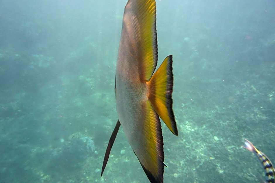 Jemeluk Beach Bungalows
