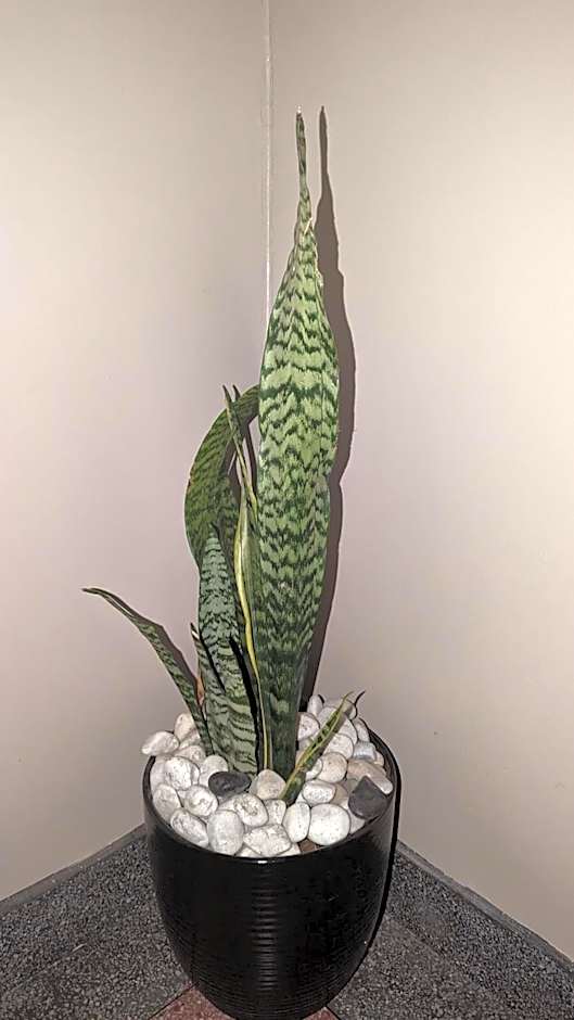 Mufasa city Hostel and Apartments