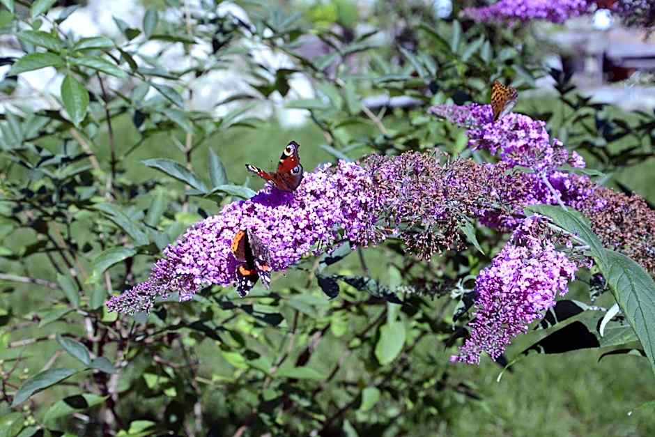 Naturidyll Hotel Hammerschmiede