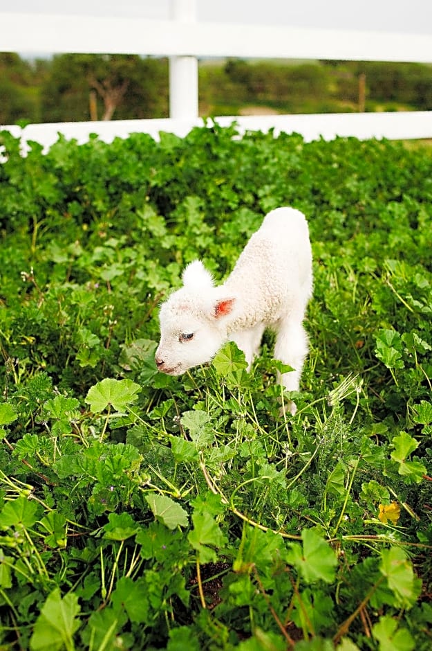 Rêves de Moutons