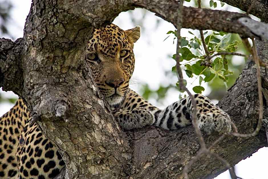 Simbavati River Lodge