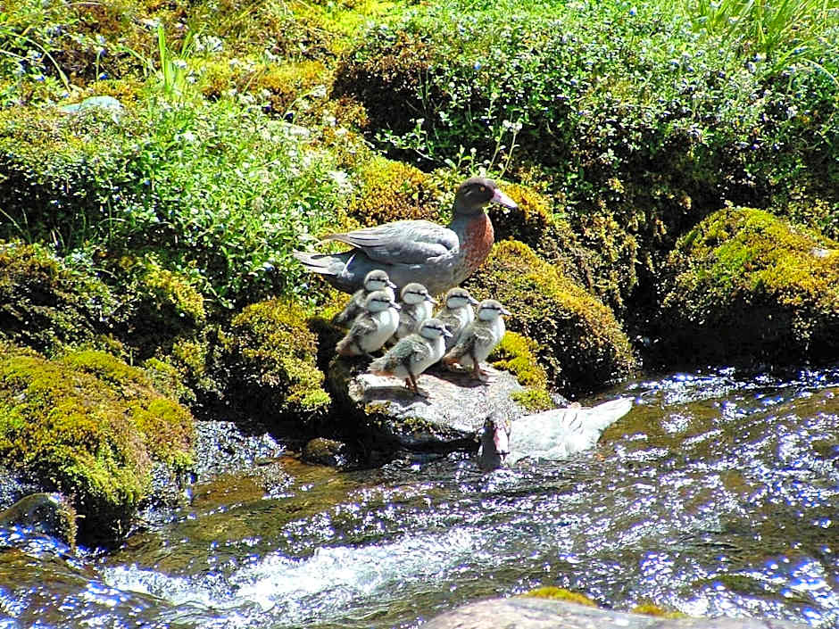 Parklands Motorlodge & Holiday Park