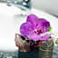 Hotel-Restaurant Dimmer - Mullerthal