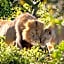 Addo Elephant Safari Lodge - Bellevue Forest Reserve