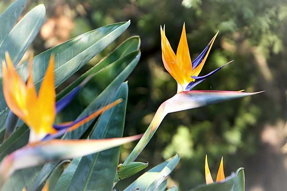 Swellendam Country Lodge - Guest House - B&B