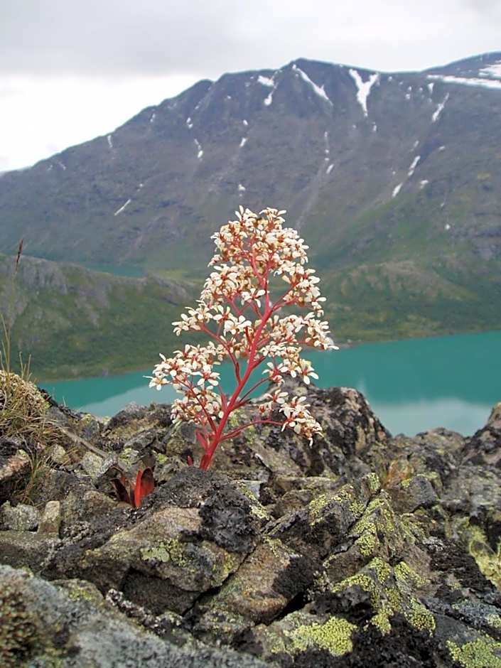 Bessheim Fjellstue og Hytter