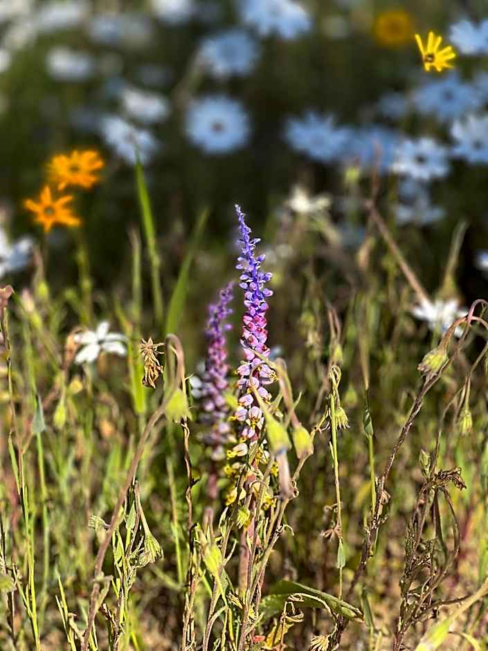 Simbavati Cederberg Ridge