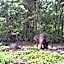 Borneo Jungle Adventure