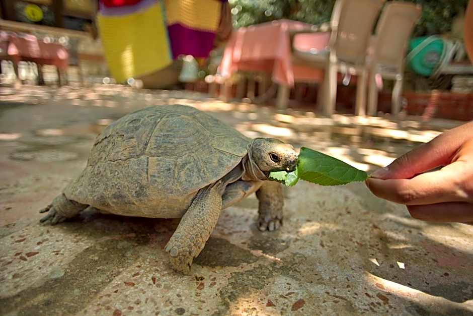 Garden Palace Boutique Hotel