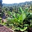 Gosela Homestay