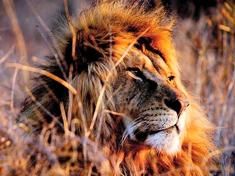 African Hills Safari Lodge & Spa