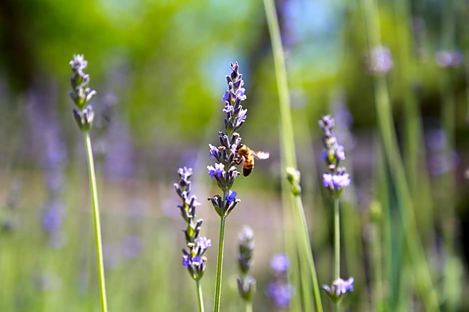 illicini stabilimento balneare e albergo