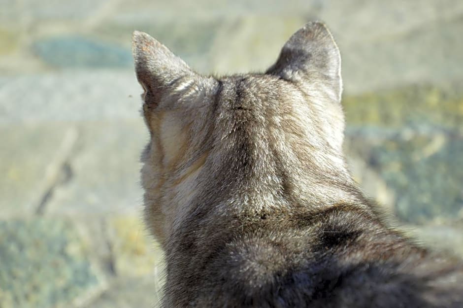 chambres et table d'hôtes du Péré