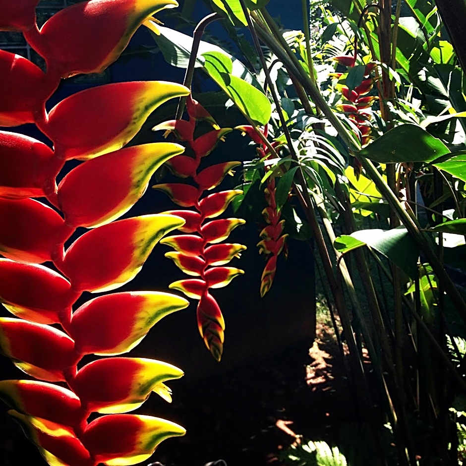 Alegria casa 3 dorms Cond Fechado churrasqueira piscina