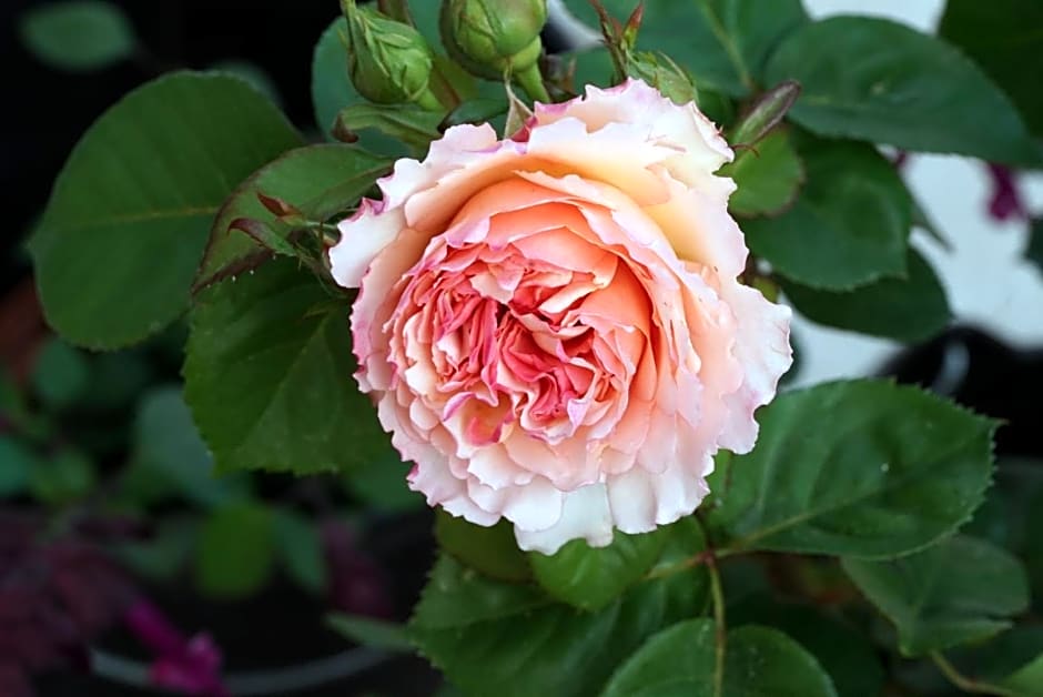 Ferme du bois de Veude