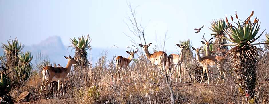 Fugitives Drift Lodge