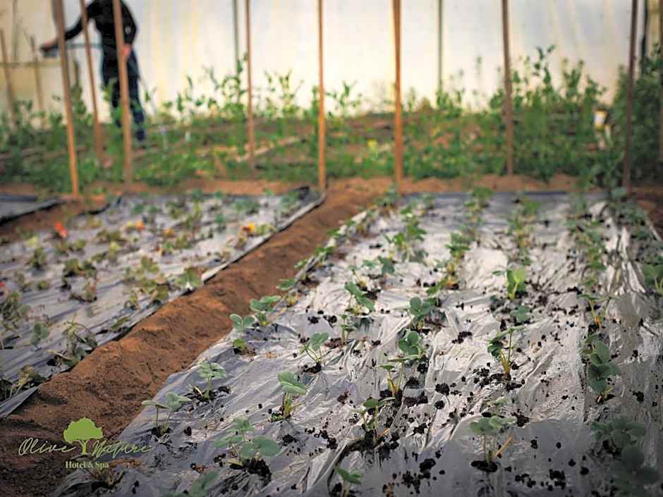 Olive Nature Hotel & SPA - Quinta Valle de Passos