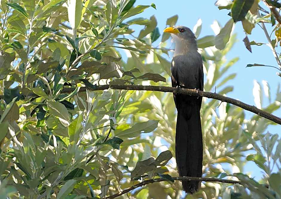 Malkoha Lake St Lucia