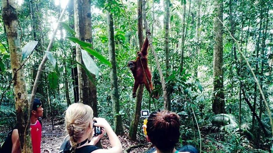 ORANGUTANTREKSUMATRA & LOVELY JUNGLE LODGE only book IF you are treking with us