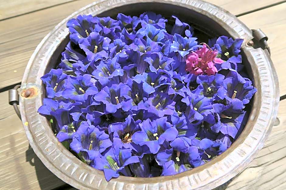 Rooms Alpe Veglia-Varzo