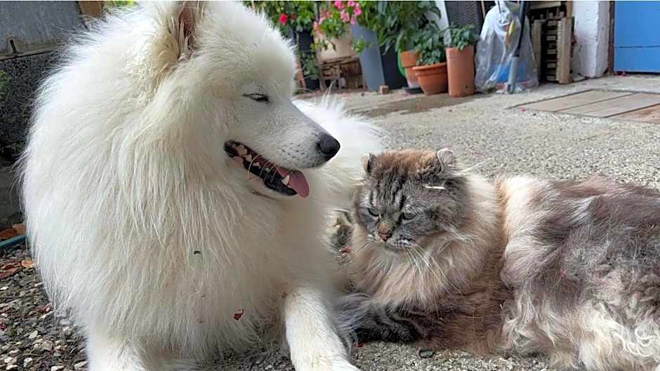 Nagelfluhhaus Hirsch