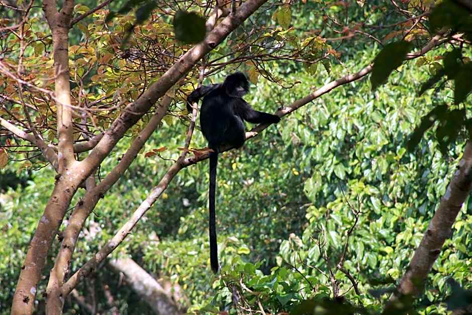 Pondok Indah Bungalows Tetebatu