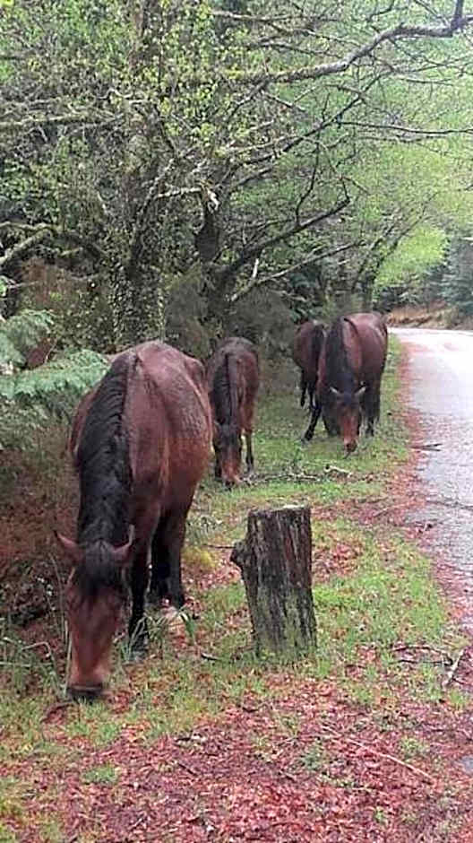 Moderna do Geres Hotel
