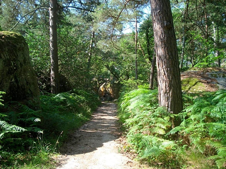 Les Prémices De La Forêt