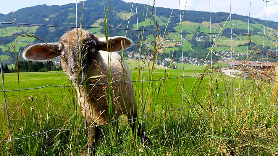 Gasthaus Obergaisberg