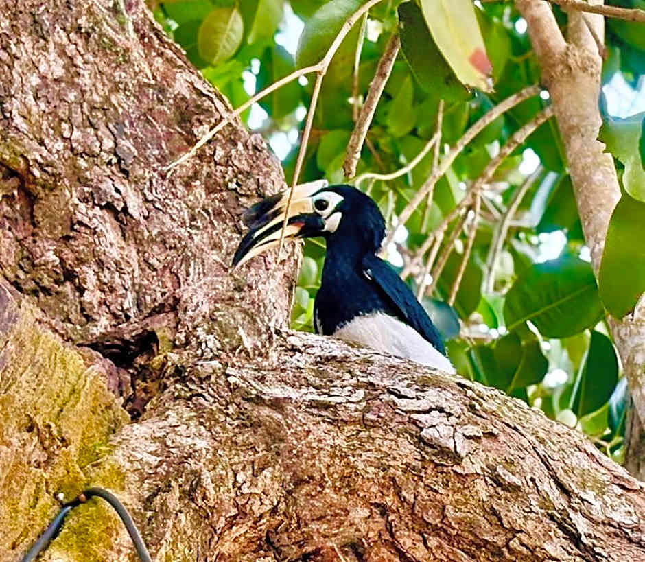 Sunny Cove Beach Resort Koh Phayam