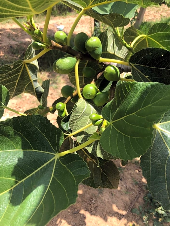 Agriturismo Donna Germana