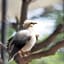 Aviary Bintaro
