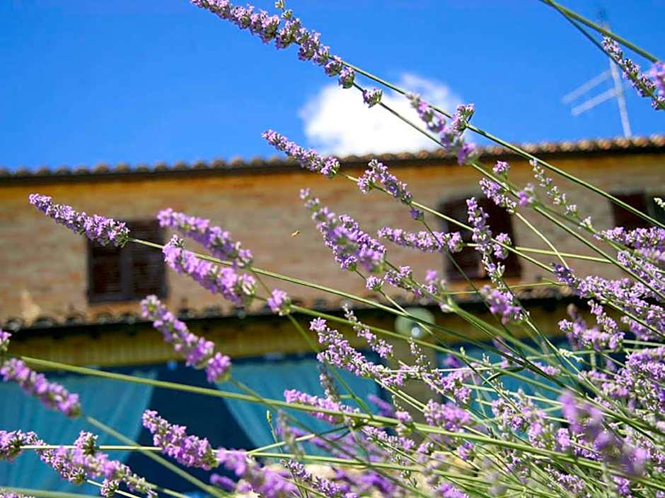 Villarondanella
