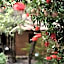 Alma do Pico - Nature Residence