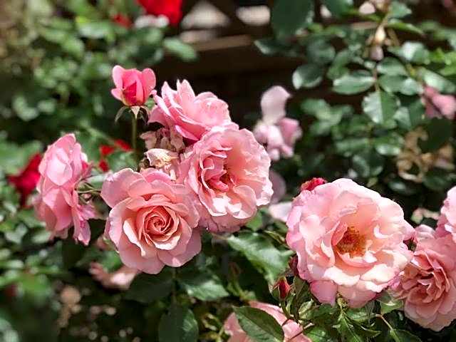 Les Belles Terrasses