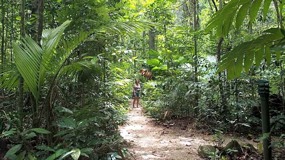 Daintree Crocodylus
