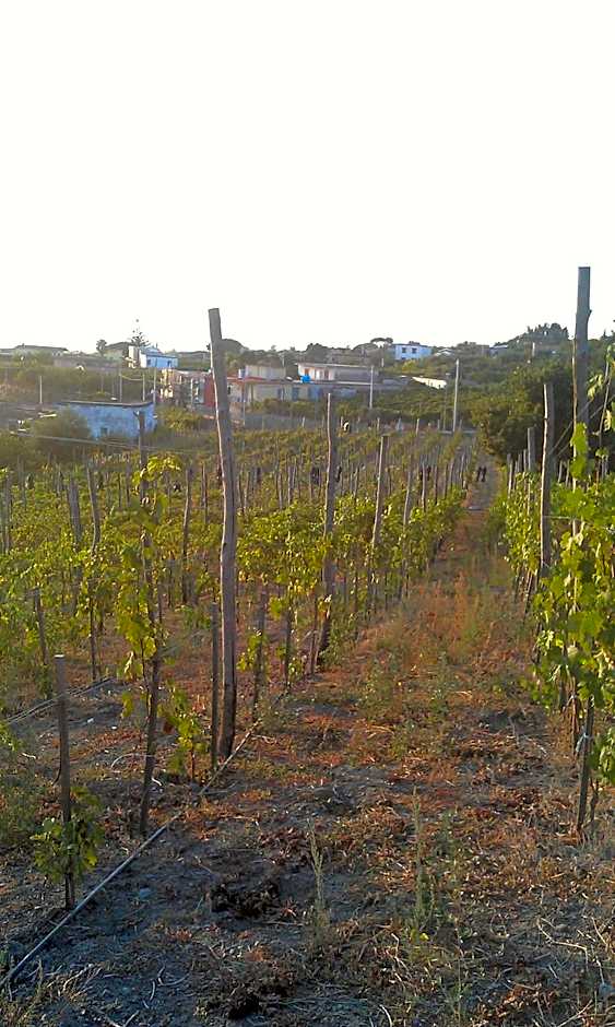 Azienda Agricola Fuocomuorto – Ercolano , CO