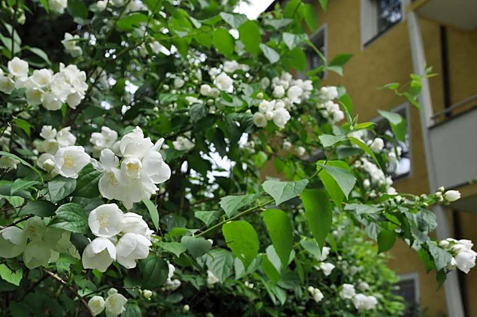 Apartments Villa Majense