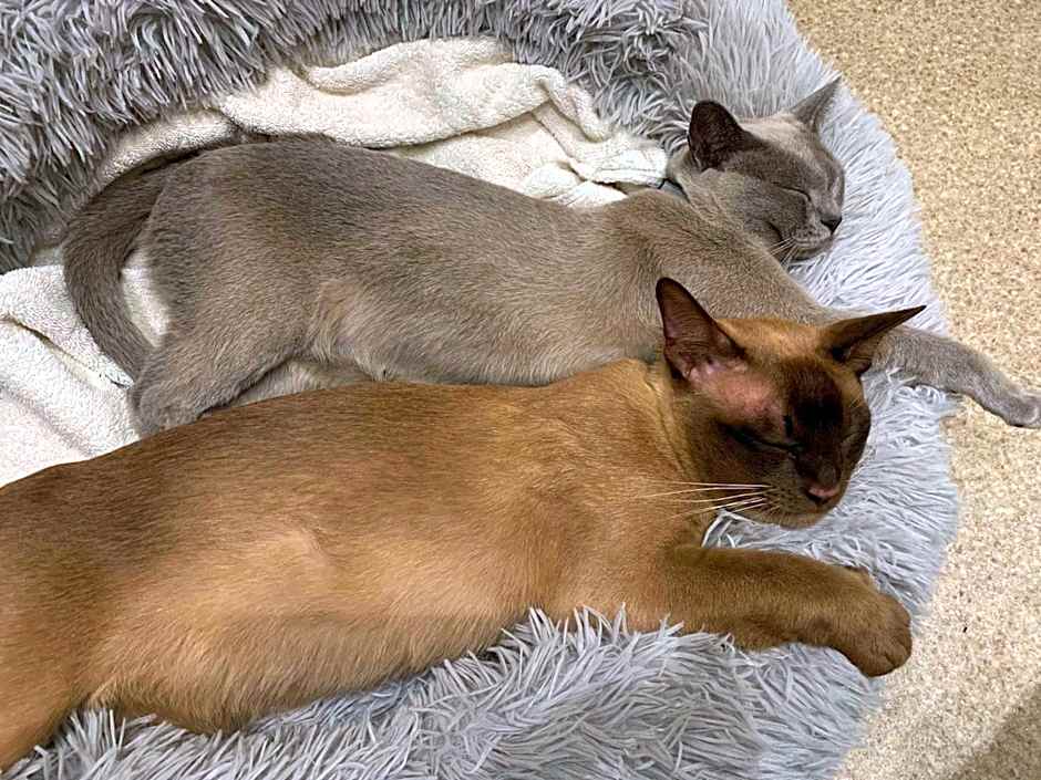 Apple Tree boutique B&B