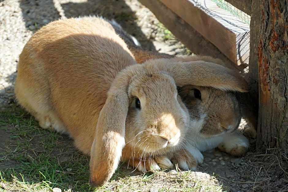 Landhotel Lacknerhof