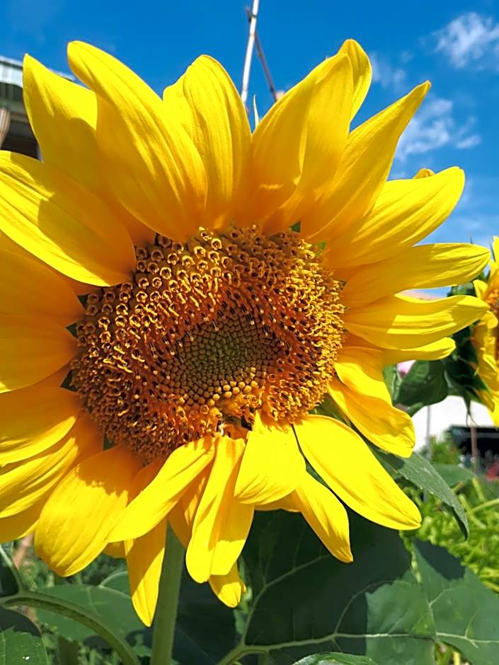 La maison de Lalouette