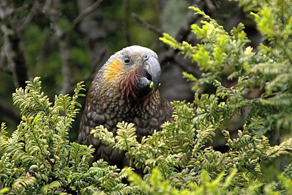 Kaka Retreat Motel, Stewart Island