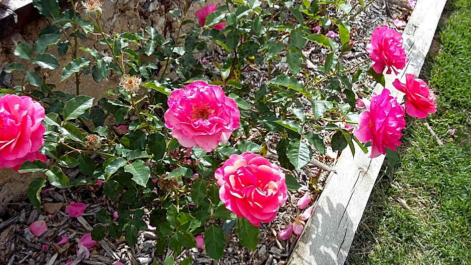 Hotel Les Aubépines