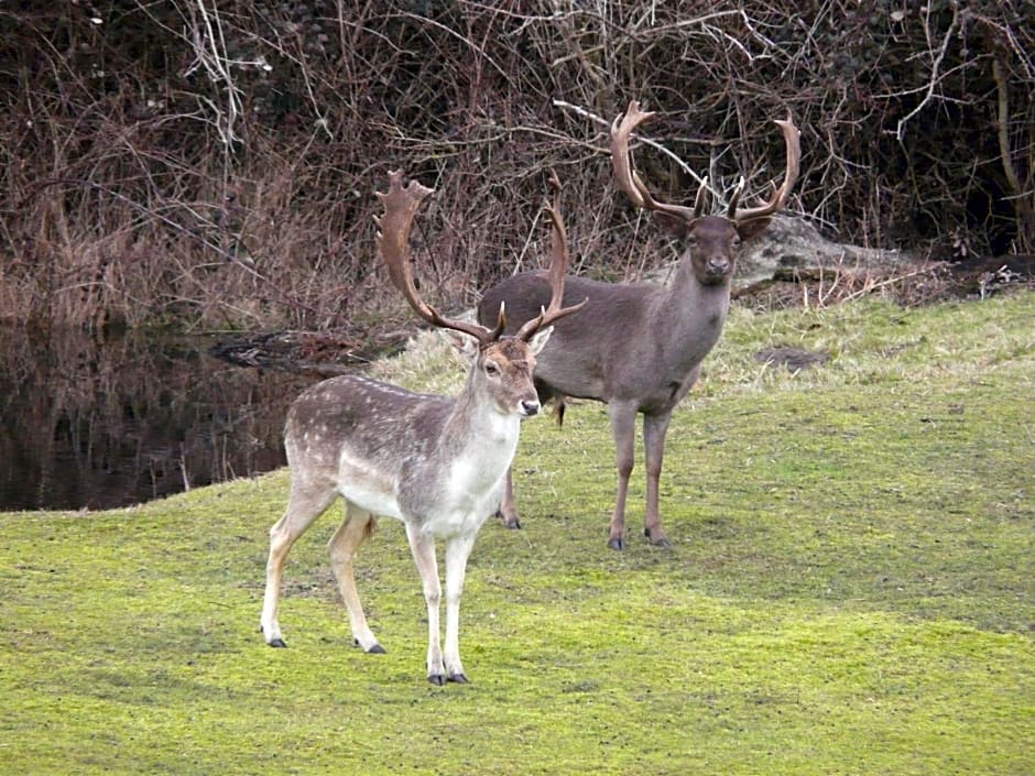 Bed & Breakfast Zeeduinsepoort met Sauna