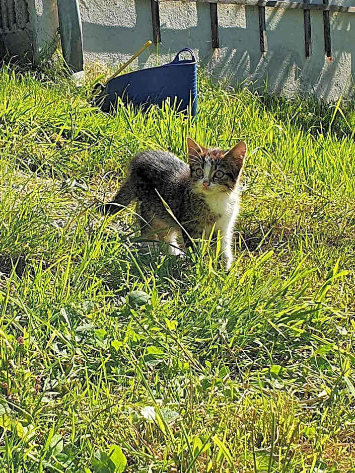 Hotel & Alpengasthof Pinzgerhof